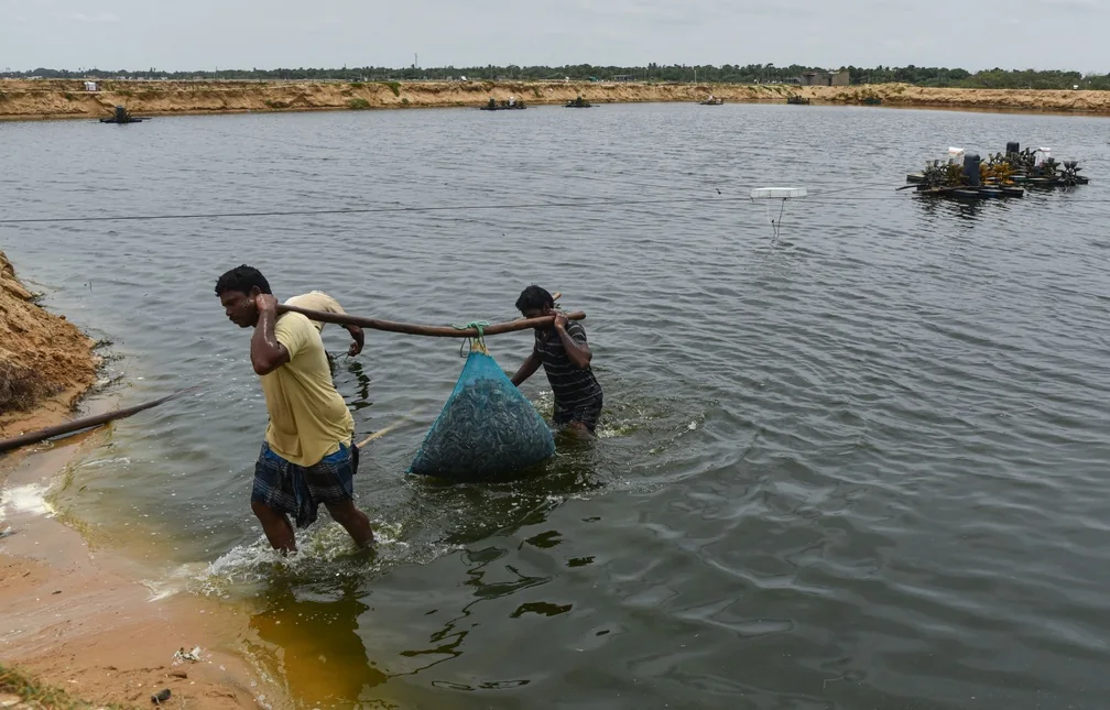 Workers lift the catch from a shrimp pond in Nellore.